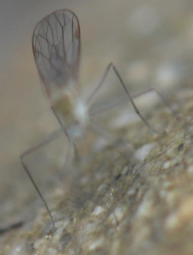 Clinocera sp.